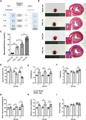 Role of the Gut Microbiota in Glucose Metabolism During Heart Failure